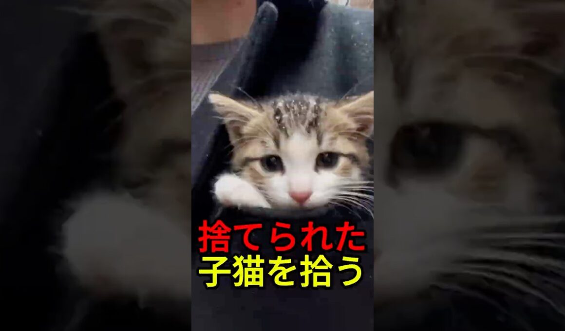 母に捨てられた子猫を拾う【感動物語】 #shorts
