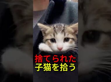 母に捨てられた子猫を拾う【感動物語】 #shorts
