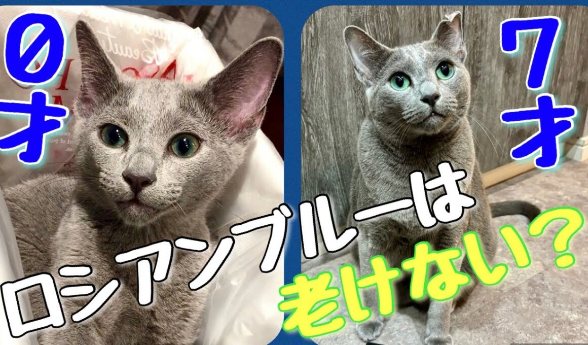 ロシアンブルー | 7年間一緒に暮らして分かった本当の性格と魅力 [Russian Blue cat Kotetsu]