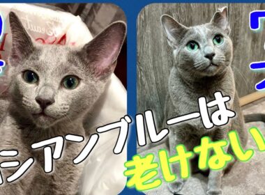 ロシアンブルー | 7年間一緒に暮らして分かった本当の性格と魅力 [Russian Blue cat Kotetsu]