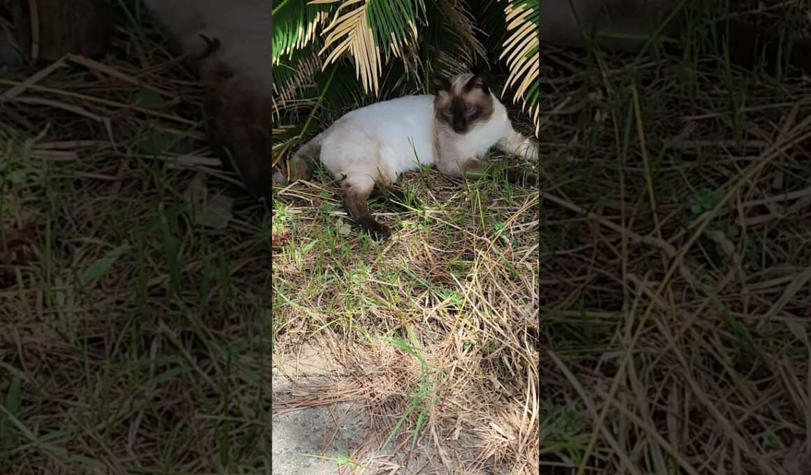 リラックスするシャム猫(Relax cat)#cat #猫 #ねこ #cute #姫島