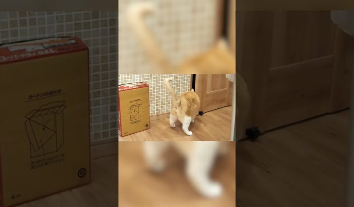 飼い主と一緒にトイレに入りたくて絶叫する猫 #Shorts