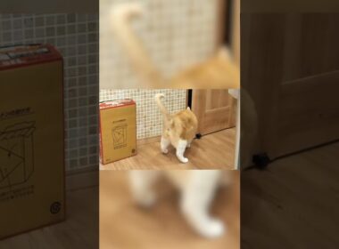飼い主と一緒にトイレに入りたくて絶叫する猫 #Shorts