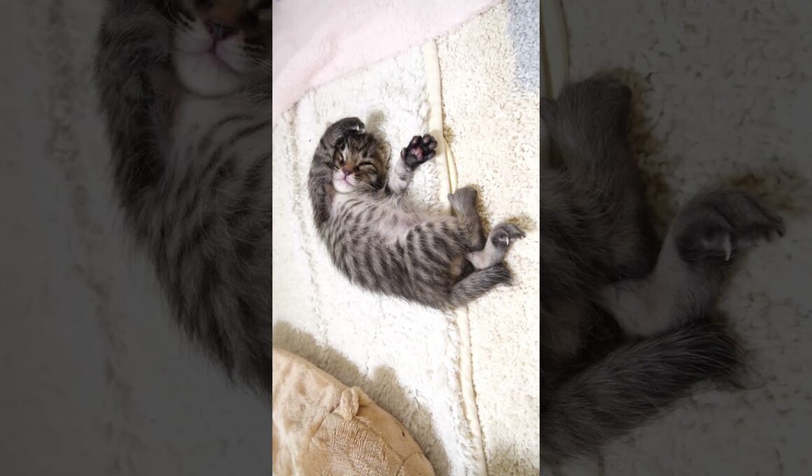 お寝坊な赤ちゃん子猫を起こしにくる赤ちゃん子猫？【赤ちゃん猫　保護猫】