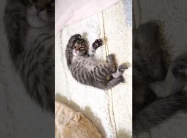 お寝坊な赤ちゃん子猫を起こしにくる赤ちゃん子猫？【赤ちゃん猫　保護猫】