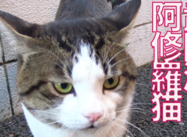 武闘派阿修羅猫、その驚きの出自　The warrior cat named "Asura"