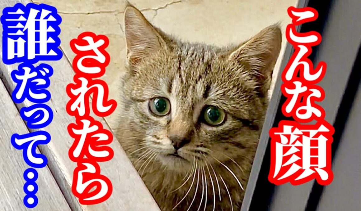 めっちゃ可愛い野良子猫が来たーーーーー！！