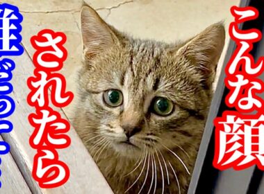 めっちゃ可愛い野良子猫が来たーーーーー！！