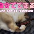 バーマン猫ラフ【自分でできる】She can do it herself（バーマン猫ラフ）Birman/Cat