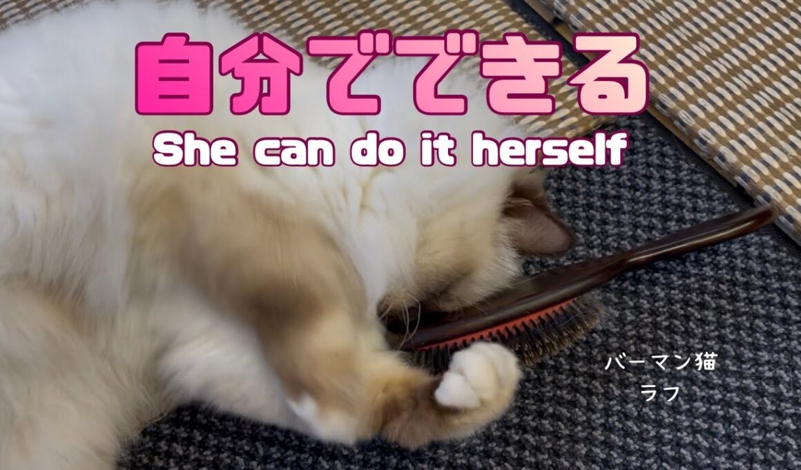 バーマン猫ラフ【自分でできる】She can do it herself（バーマン猫ラフ）Birman/Cat