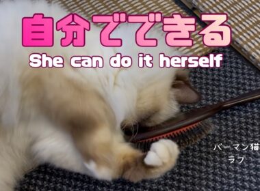 バーマン猫ラフ【自分でできる】She can do it herself（バーマン猫ラフ）Birman/Cat
