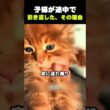 【 子猫が途中で引き返した、その理由 】
