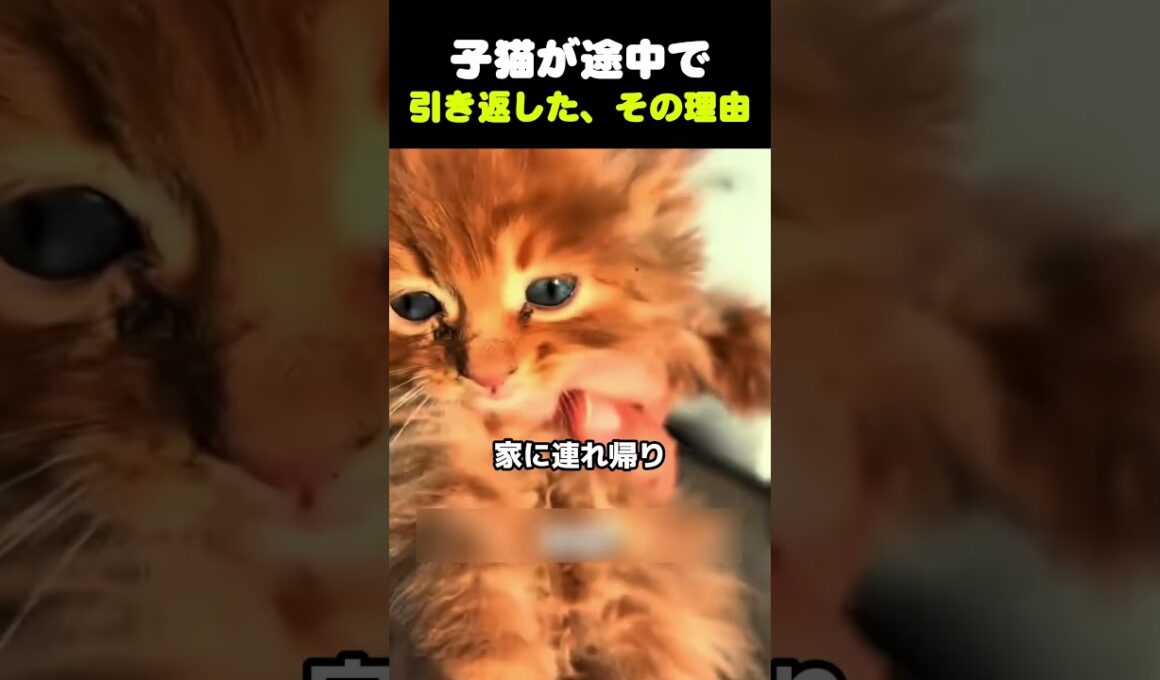 【 子猫が途中で引き返した、その理由 】