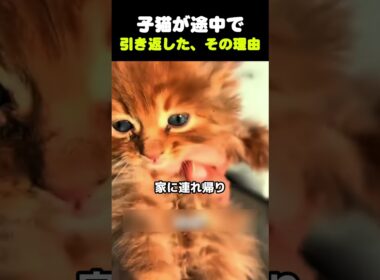 【 子猫が途中で引き返した、その理由 】
