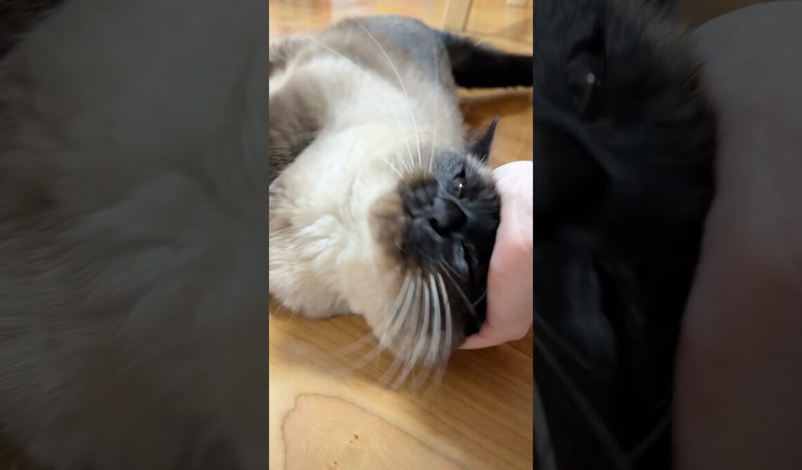 なでられ好きなシャム猫のふくさん【たぬき猫】 #shorts  #猫のいる暮らし #cat #ねこ #しゃむねこ#cute