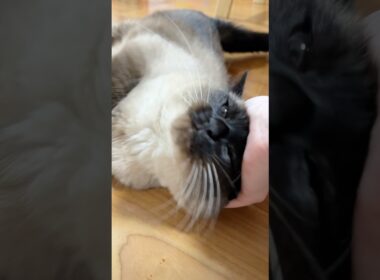 なでられ好きなシャム猫のふくさん【たぬき猫】 #shorts  #猫のいる暮らし #cat #ねこ #しゃむねこ#cute