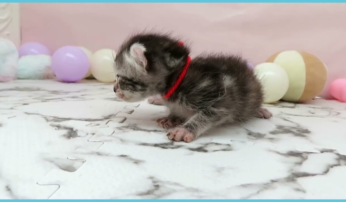 ペットショップcoo&riku No.00745116 アメリカンカール