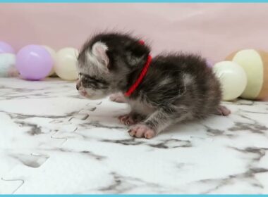 ペットショップcoo&riku No.00745116 アメリカンカール