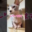 スフィンクス猫チャイ😂シワる🤣#shorts #cat #lifewithcats #猫 #sphynx
