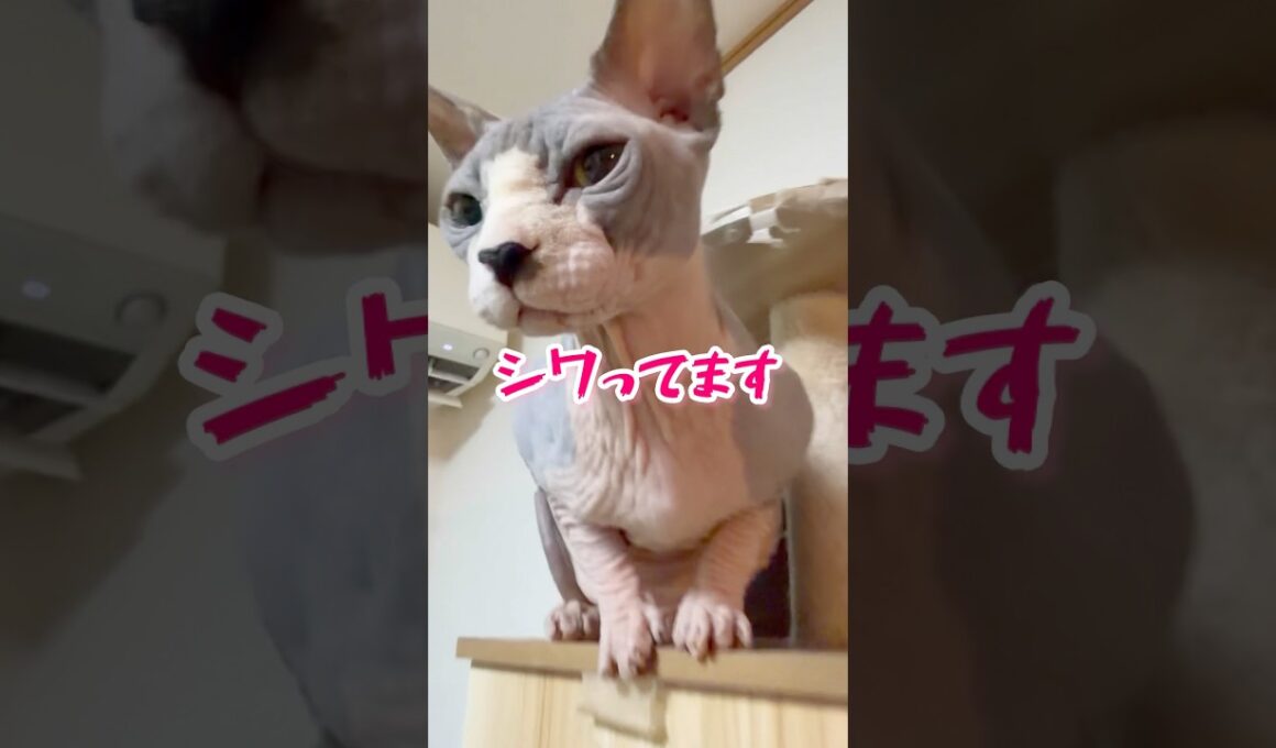 スフィンクス猫チャイ😂シワる🤣#shorts #cat #lifewithcats #猫 #sphynx