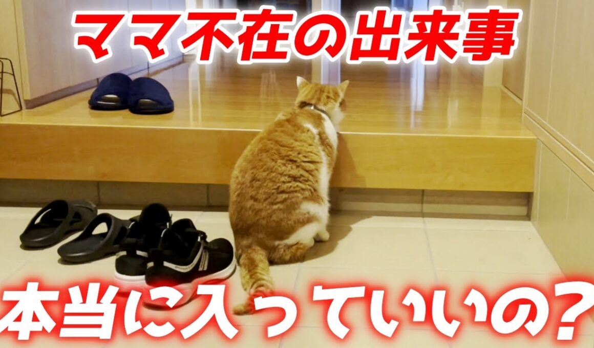 【留守中】パパが勝手に庭子猫を家に招待していました…笑［三毛母猫の子猫とパパ］