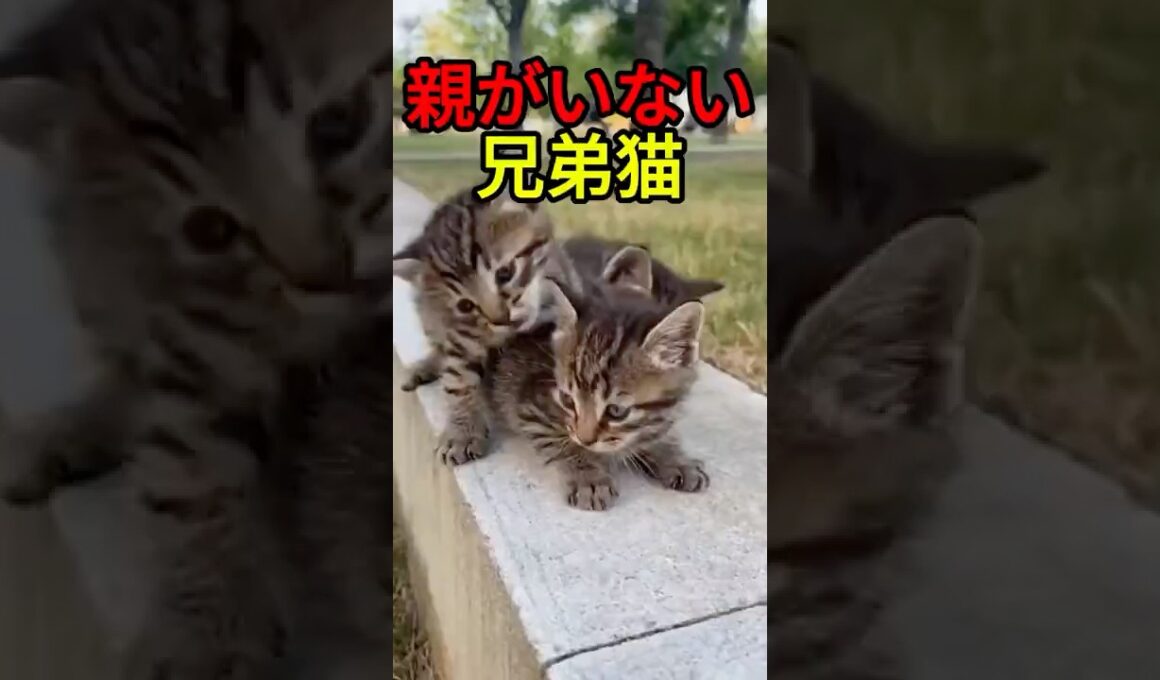 兄弟のための大冒険【猫感動物語】 #shorts