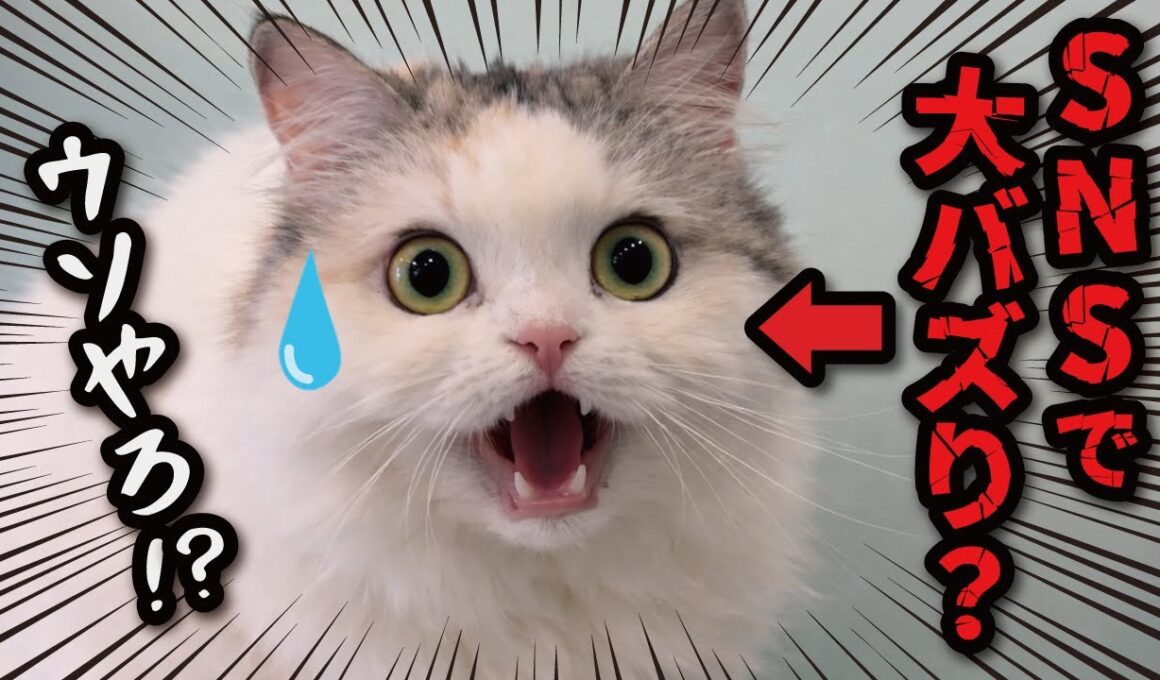 SNSで大バズりしてると因縁をつけられる猫