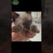人をメロメロにするシャム系子猫　#保護猫 #子ネコ