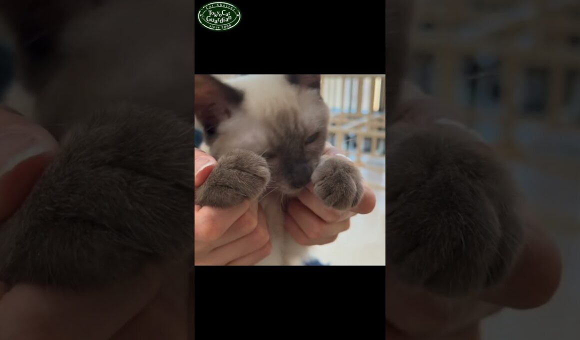 人をメロメロにするシャム系子猫　#保護猫 #子ネコ