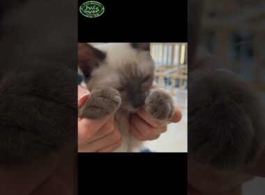 人をメロメロにするシャム系子猫　#保護猫 #子ネコ
