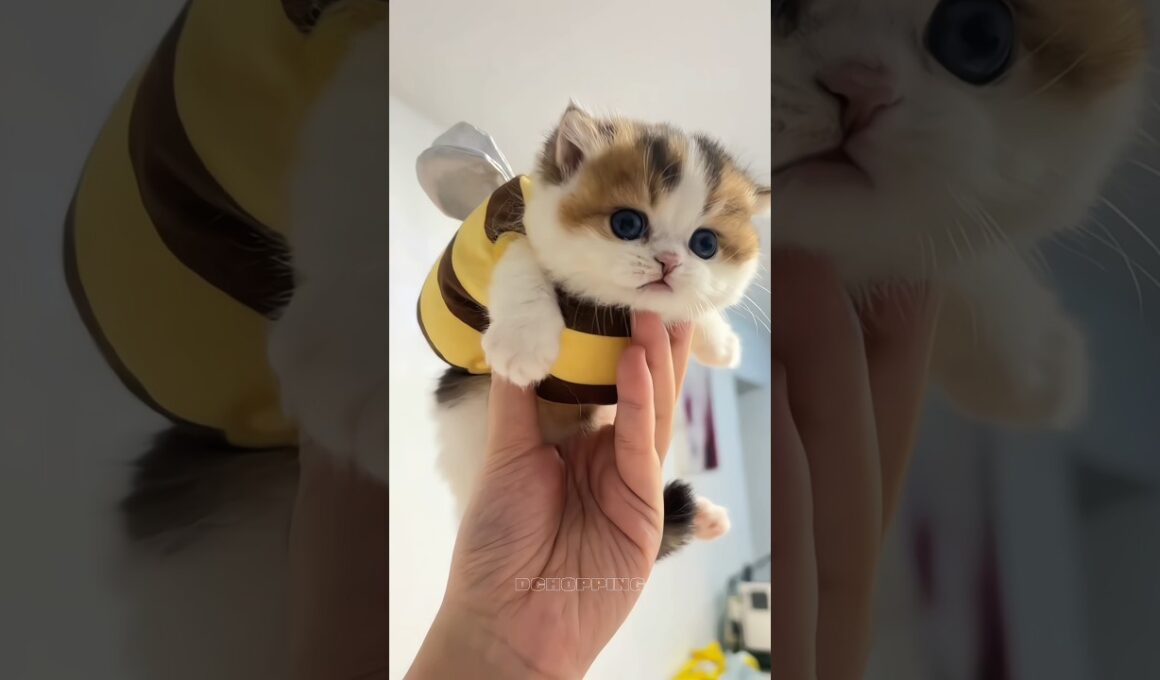 🥰最も愛らしい子猫の瞬間Cutest Kitten Moments #cat #catvideos #kitten #子猫