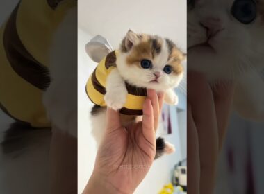 🥰最も愛らしい子猫の瞬間Cutest Kitten Moments #cat #catvideos #kitten #子猫