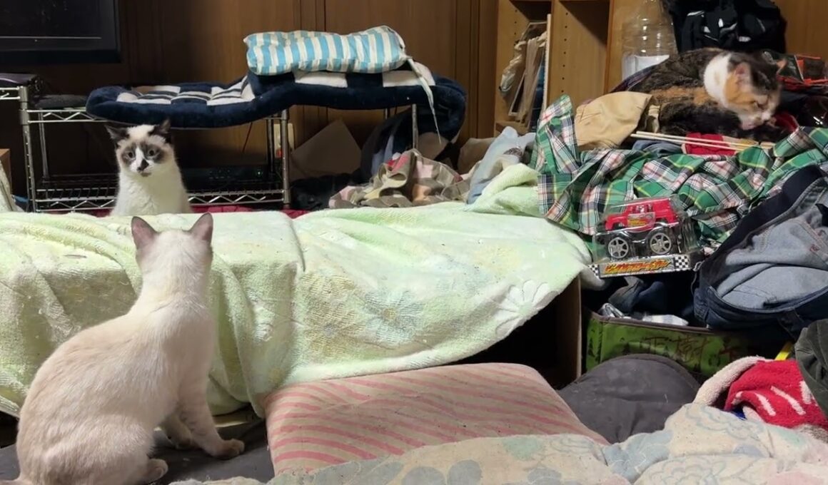 茶白ネコのジュニアを見つめるシャムのパンダ。三毛猫ミックス、妹の雫が来たら、隠れる