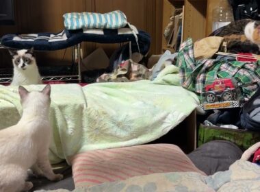 茶白ネコのジュニアを見つめるシャムのパンダ。三毛猫ミックス、妹の雫が来たら、隠れる