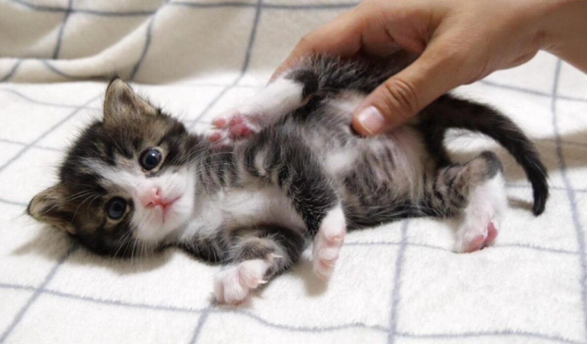 カワイイ鳴き声で鳴いた後は、お腹をモミモミマッサージされる赤ちゃん子猫【赤ちゃん猫　保護猫】