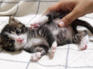 カワイイ鳴き声で鳴いた後は、お腹をモミモミマッサージされる赤ちゃん子猫【赤ちゃん猫　保護猫】