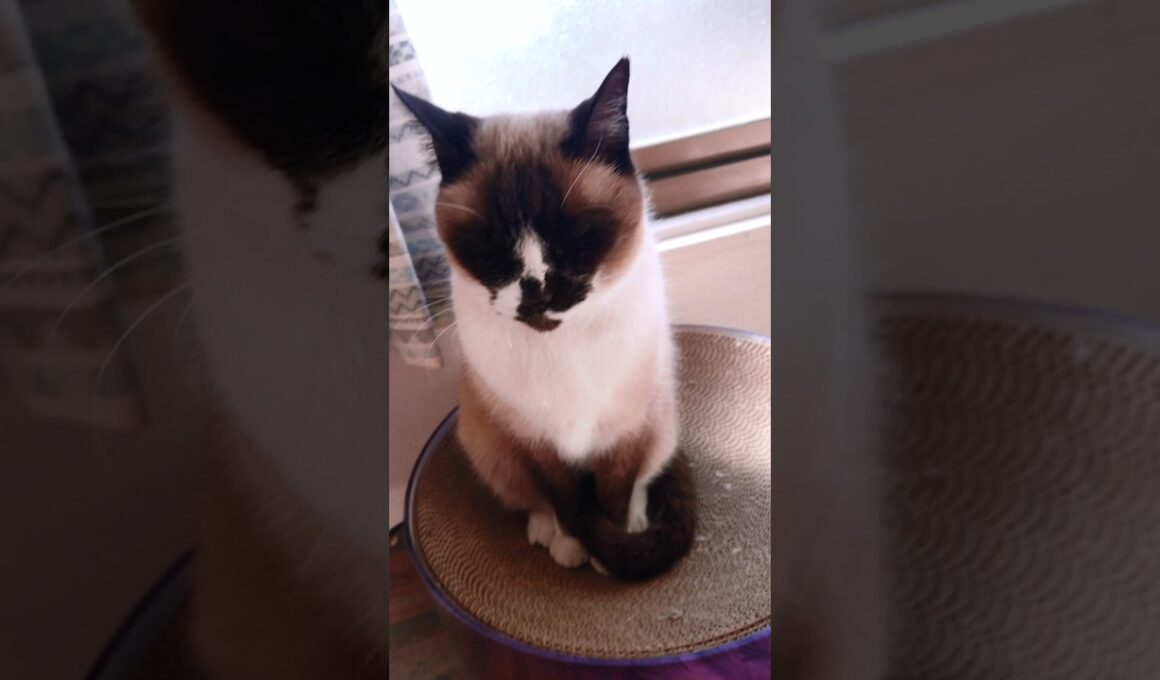 おはよう 🌞シャム猫ver.#猫 #ねこ #cat #Shorts