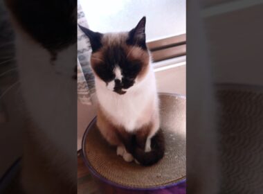 おはよう 🌞シャム猫ver.#猫 #ねこ #cat #Shorts