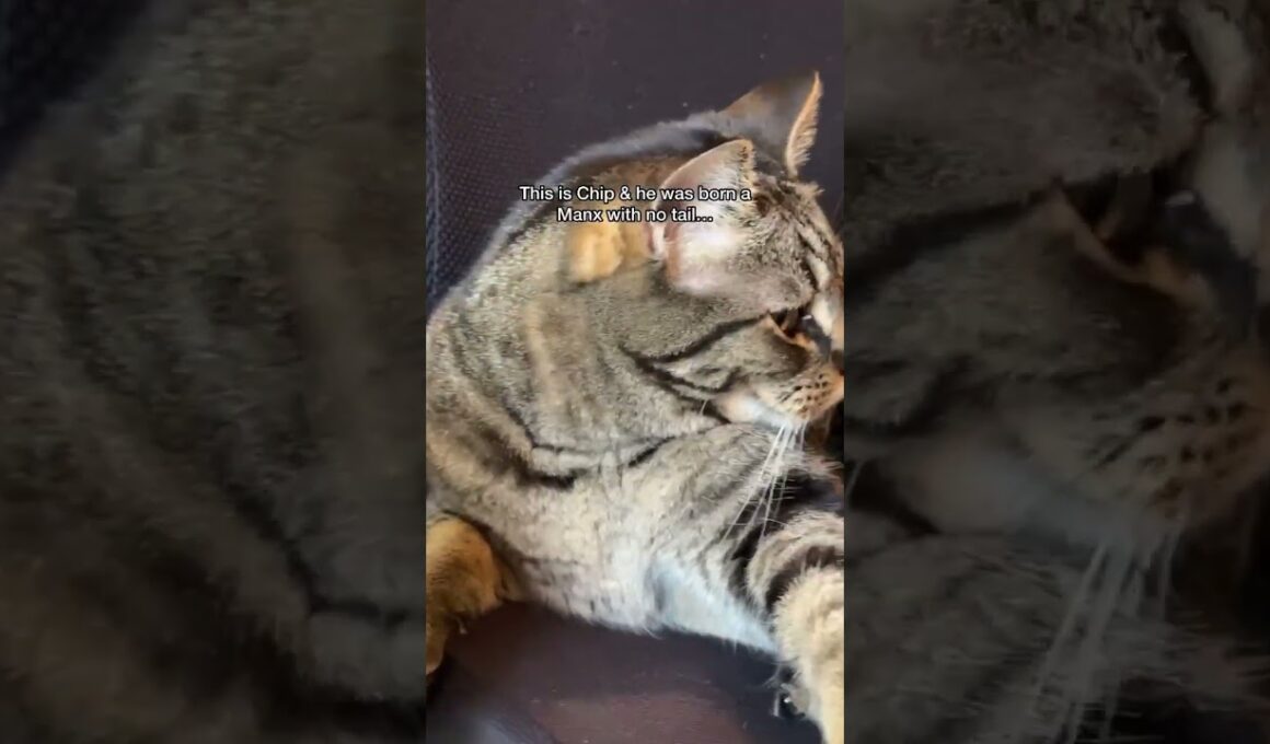 Chip, the tailless manx!