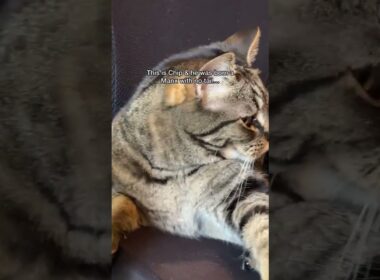 Chip, the tailless manx!