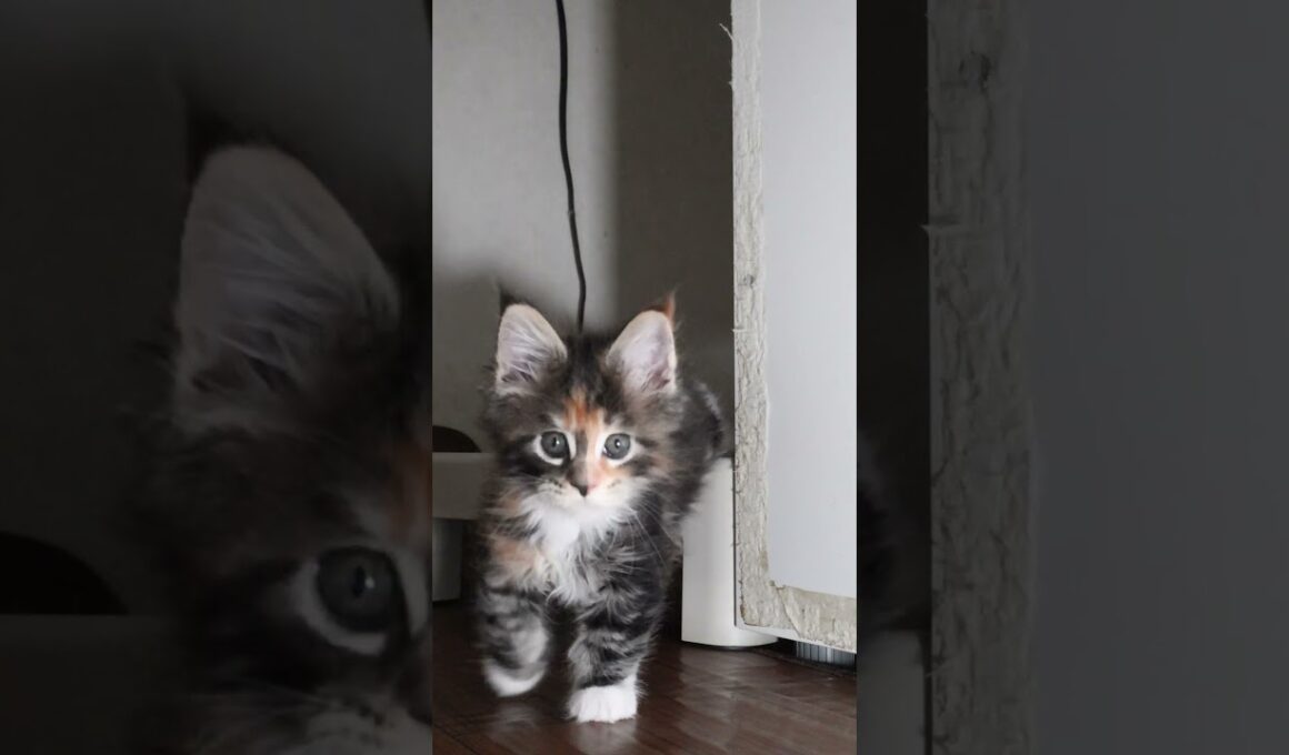 生後47日お目々ぱっちりメインクーン子猫の小町ちゃん