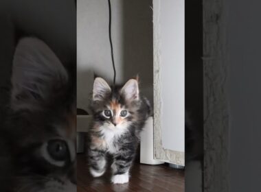 生後47日お目々ぱっちりメインクーン子猫の小町ちゃん