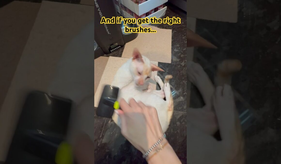 Cornish Rexes Has What?