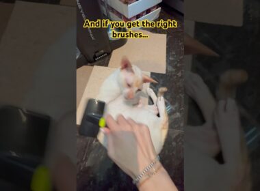 Cornish Rexes Has What?