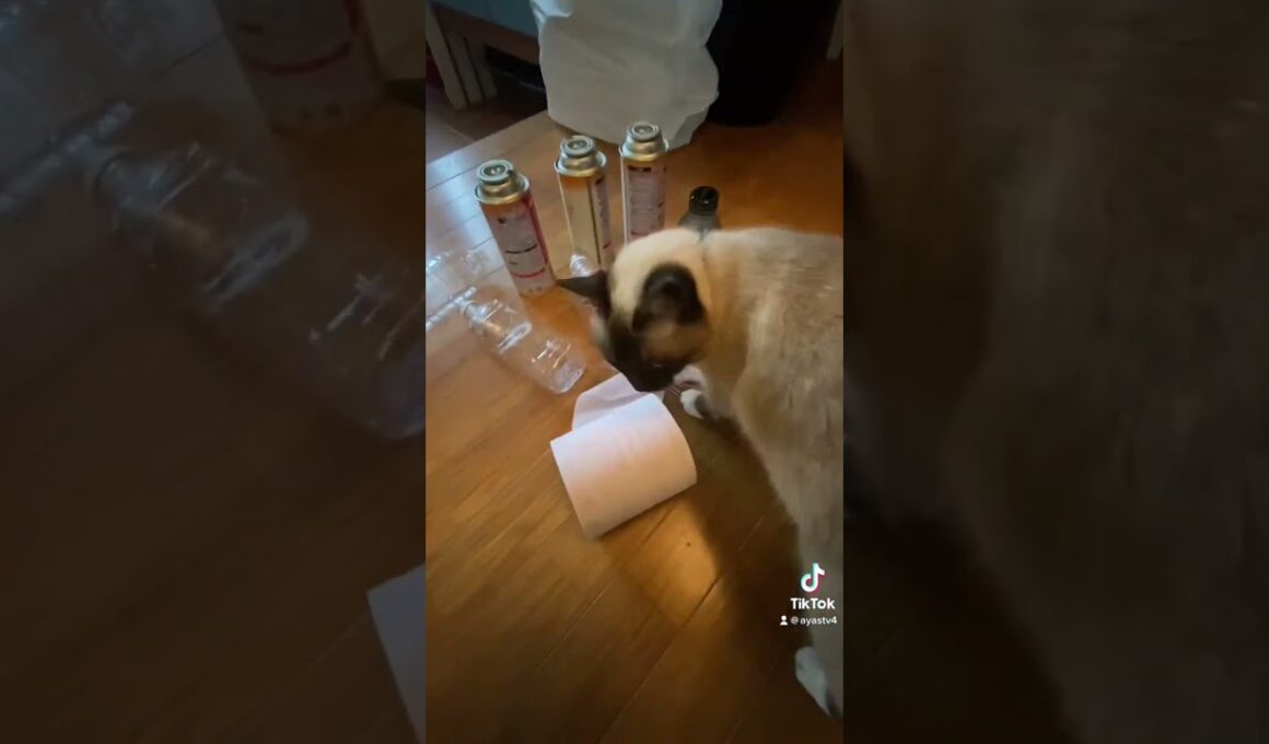 またたび中毒ヌッコ#またたび中毒 #シャム猫 #シャムミックス #猫のいる暮らし #猫のいる生活 #youtuber猫 #shorts