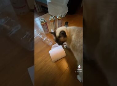 またたび中毒ヌッコ#またたび中毒 #シャム猫 #シャムミックス #猫のいる暮らし #猫のいる生活 #youtuber猫 #shorts