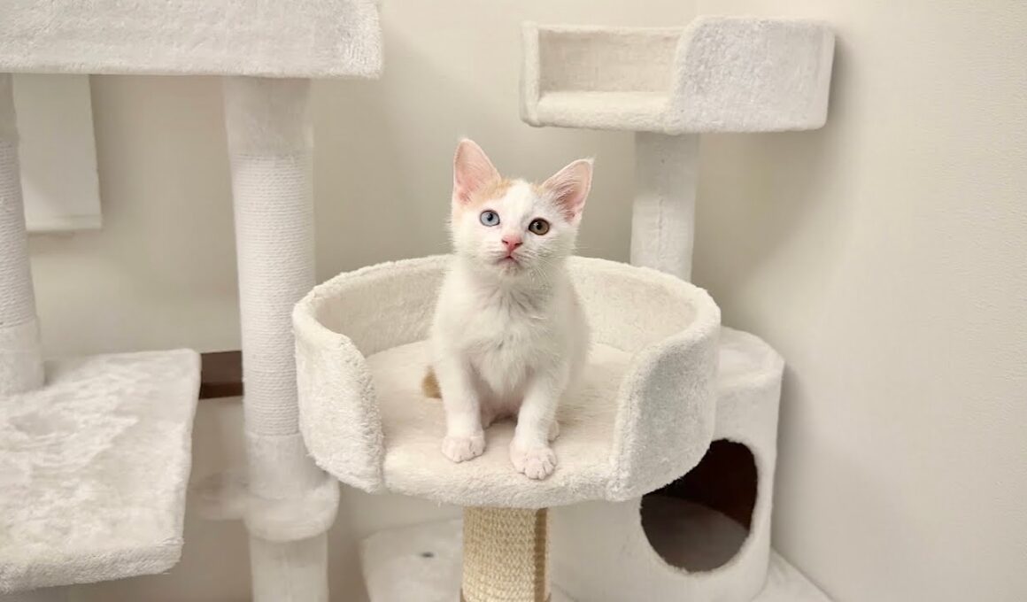 保護した子猫の譲渡について。