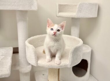 保護した子猫の譲渡について。