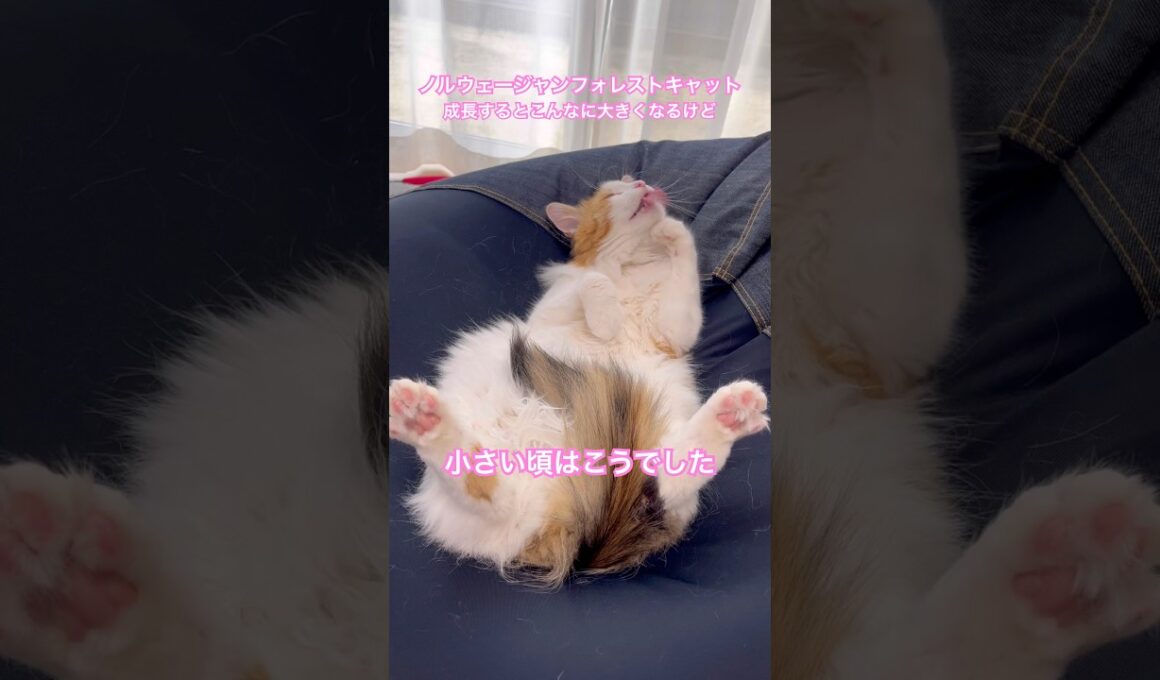こんなに大きくなりました！#猫#cat #子猫 #animals #ノルウェージャンフォレストキャット #catshorts #アマテラス