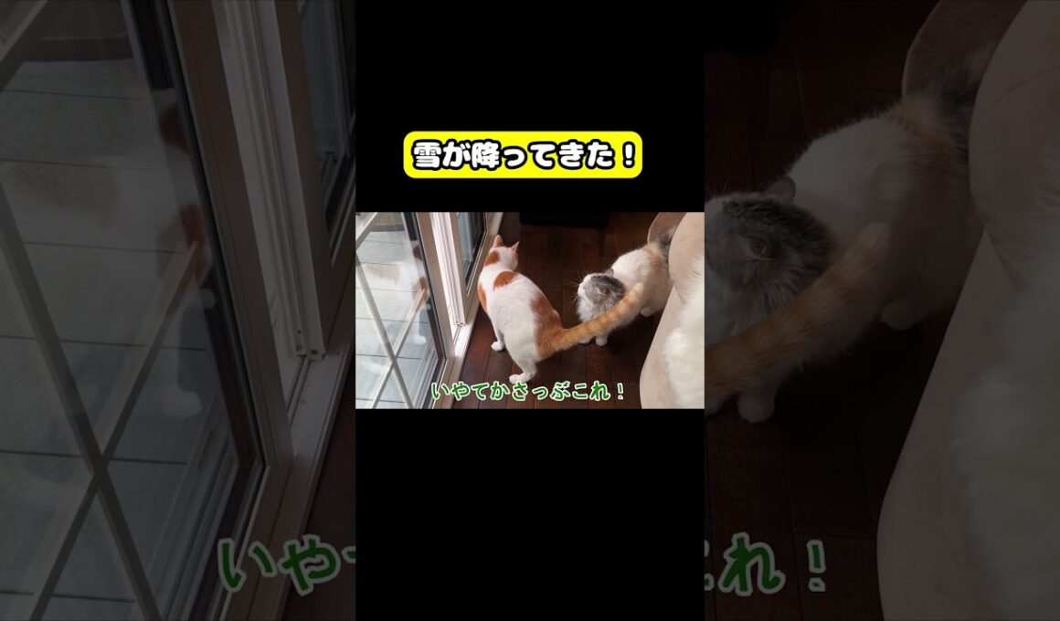 雪が降ってきた！　#猫 #おもしろ #アテレコ #ニャンチューバーつくし